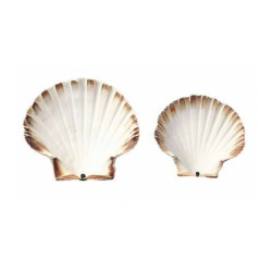 Coquilles St Jacques...